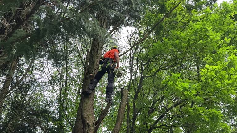 Best Tree Removal Services  in Vero Lake Estates, FL